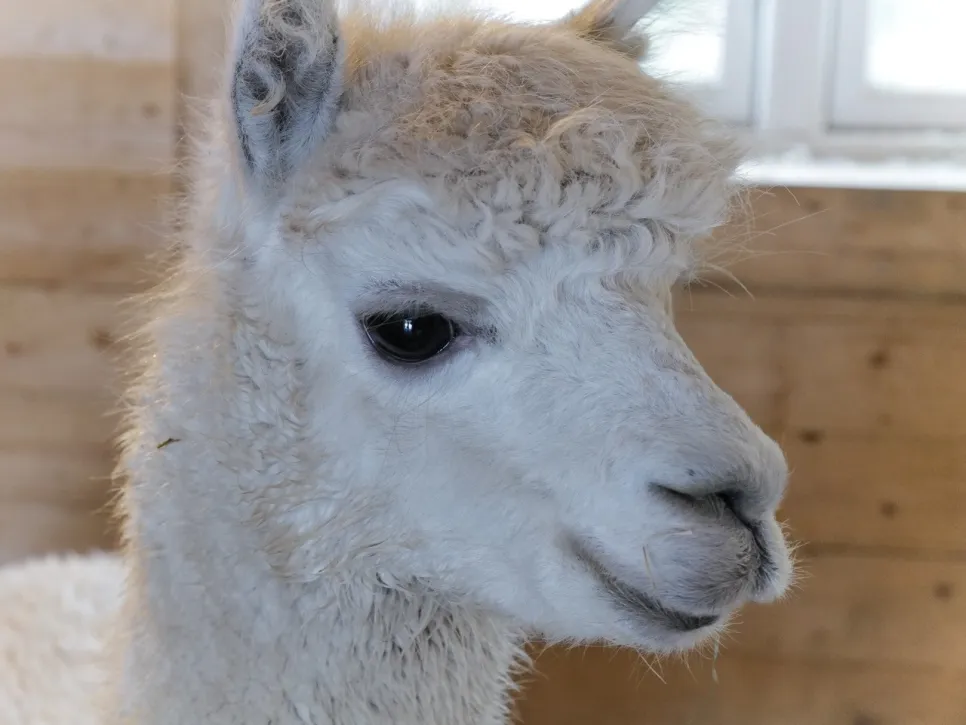 Luis